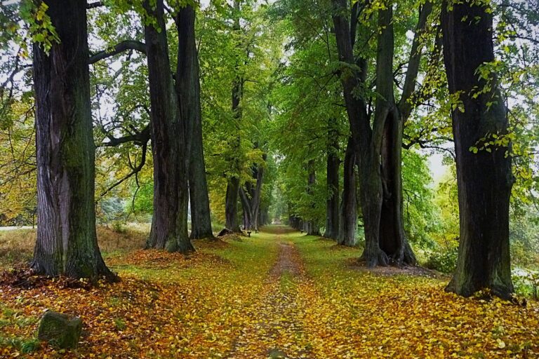 Alejí roku 2025 se stala Lemberská lipová alej v Jablonném v Podještědí