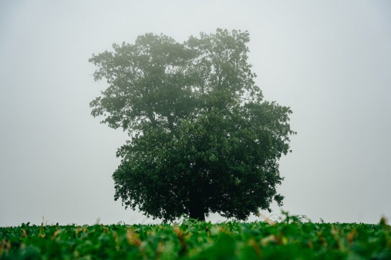 Fotogalerie: Začalo hlasování v anketě Strom roku 2025