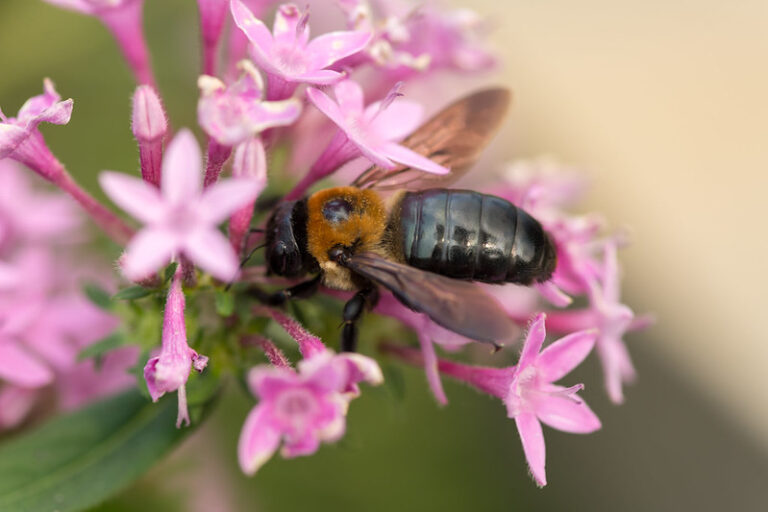 Na jižní Moravě se poprvé objevila nepůvodní včela z Asie
