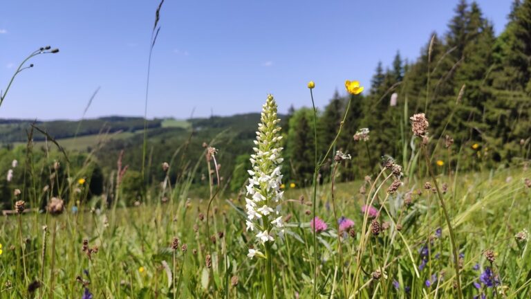 Český svaz ochránců přírody vykoupil bývalou sjezdovku plnou orchidejí v Orlických horách