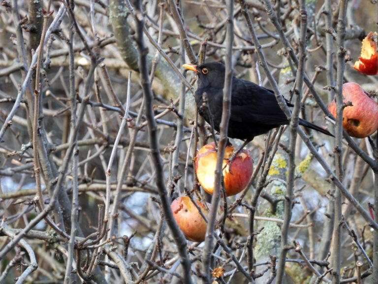 Výsledky rekordní Ptačí hodinky: Kosům se daří, zvonci mizí