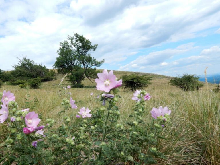 Světový den životního prostředí vyzývá k obnově krajiny a ekosystémů
