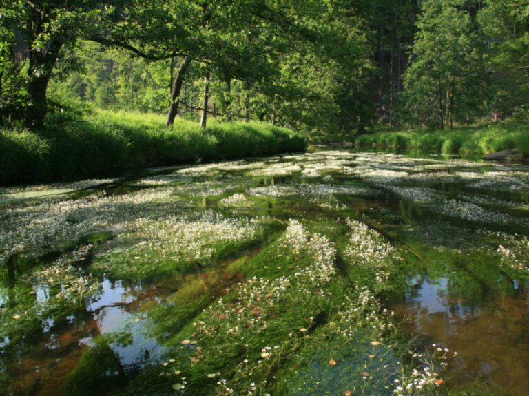 Rekordních 30 milionů korun nabídne program Podpora obnovy přirozených funkcí krajiny