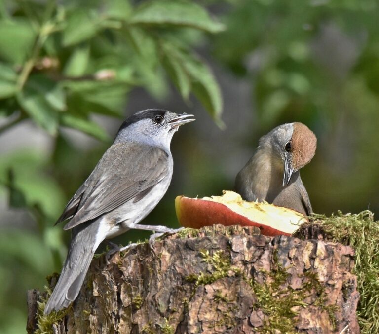 Ptákem roku 2026 je pěnice černohlavá – symbol České společnosti ornitologické i oběť nelegálního lovu ve Středomoří