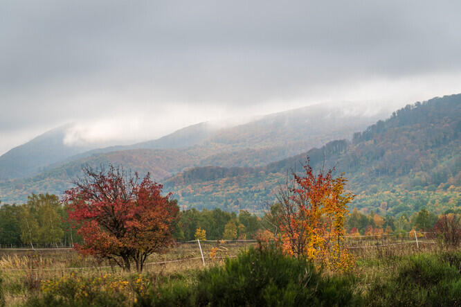 Jak se na ochranu krušnohorských bučin dívá vědec a jak se k ní staví úřady?