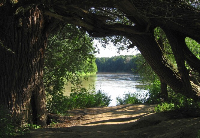 Lesy ČR letos startují Program biotopových stromů a dále investují do vodohospodářských staveb