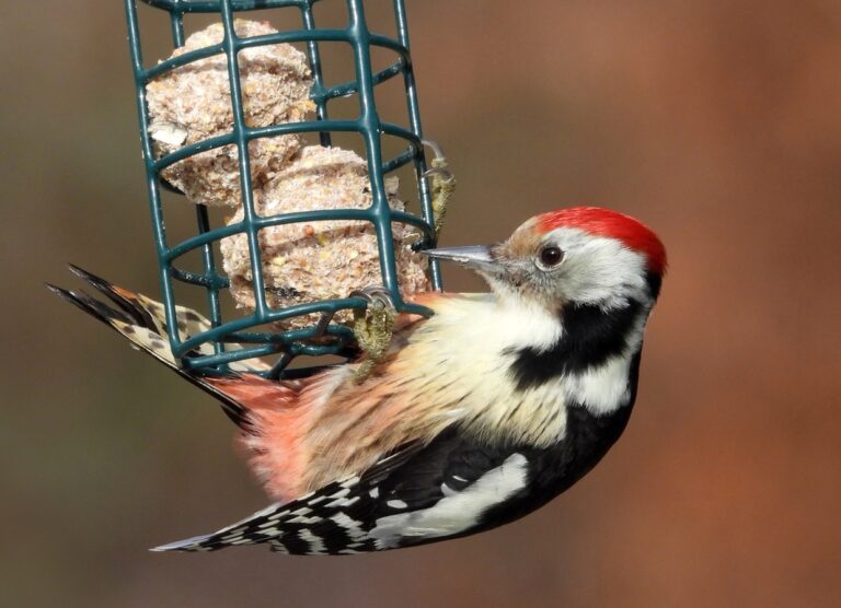 Čím a jak správně v zimě přikrmovat ptáky?