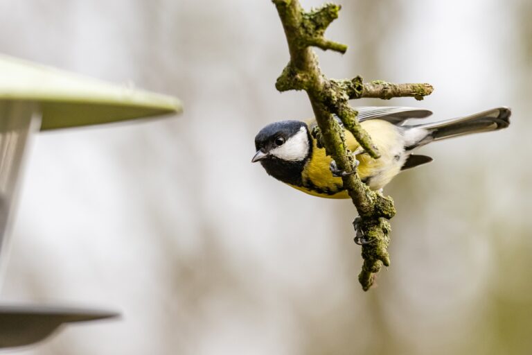 Jaké je ideální krmivo do krmítka a proč nekrmit kachny rohlíky?
