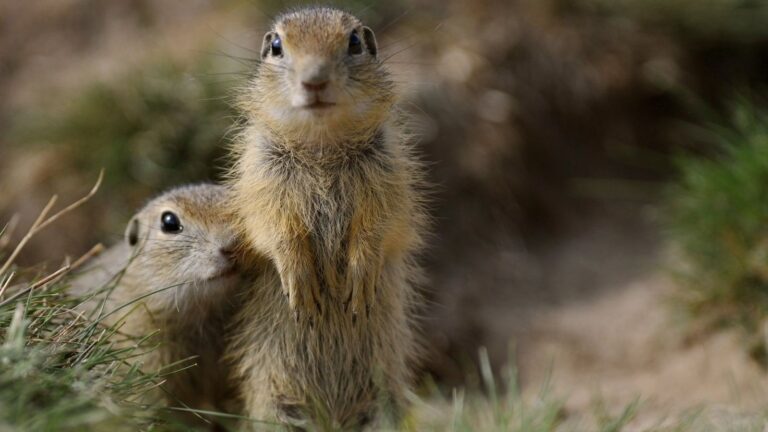 LIFE PROSPECTIVE: startuje desetiletý projekt pro lepší ochranu rostlin, hub a živočichů