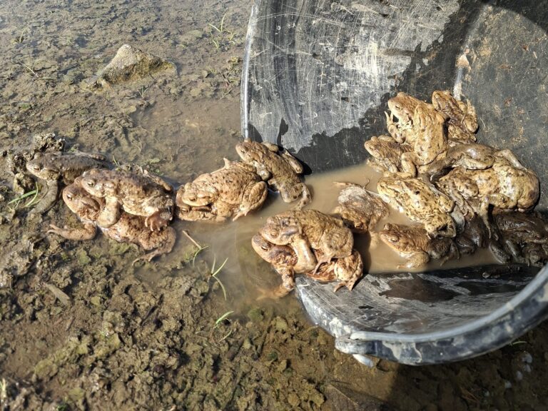 Dobrovolníci staví kilometry zábran, aby zachránili obojživelníky před koly aut. ČSOP spustil veřejnou sbírku “Pozor žáby”