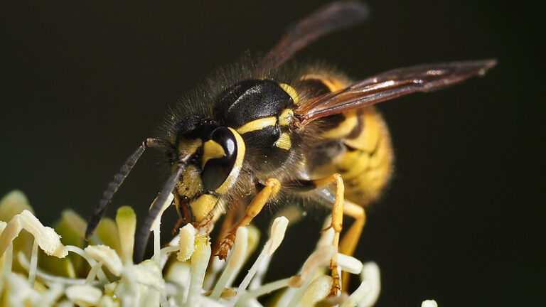 Asociace: Počet asistenčních zásahů kvůli hnízdům hmyzu se loni zdvojnásobil