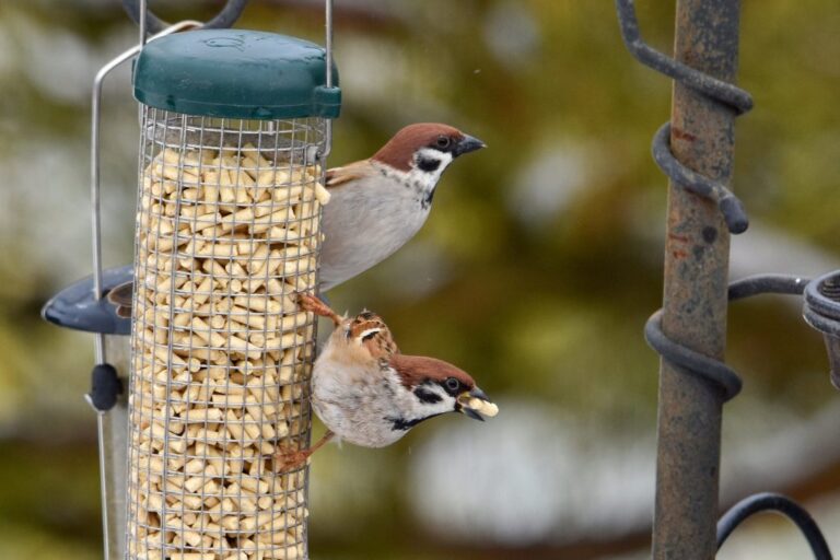 Ornitolog Beran: Ptáci zvládají chlad dobře, když mají dostatek potravy