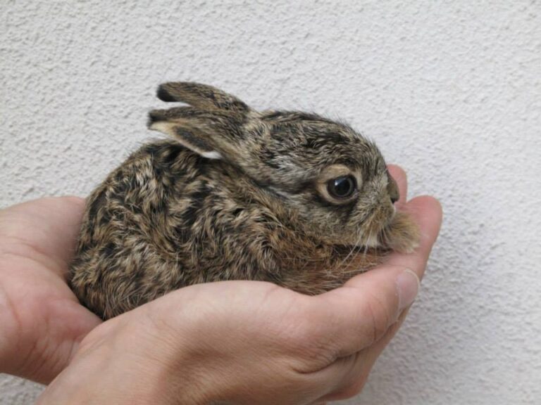 Osvěta pomáhá: Zbytečně zachráněných mláďat zajíců a srnců ubývá